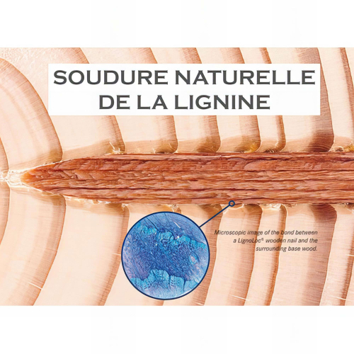 2400 Pointes Bois d'Hêtre en Rouleaux Lignoloc D. 4,7 mm - Alsafix